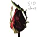 sleep(初回限定盤A)(DVD付)